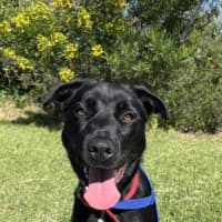 Photo of Indigo