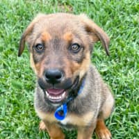 Photo of Ace   10 Week Old German Shepherd X