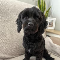 Photo of Chase   10 Month Old Cavoodle