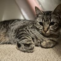 Photo of Forest   Tabby