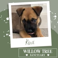 Photo of Kiwi