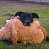 Photo of Bessie