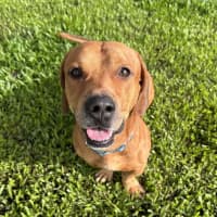 Photo of Bruno