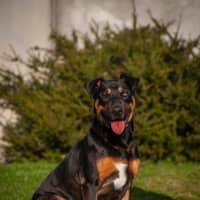 Photo of Dozer