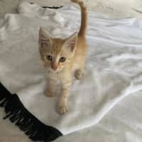 Photo of Saffi