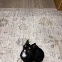 Photo of Kismet (Keith)