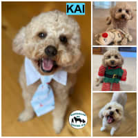 Photo of Kai 