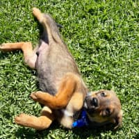 Photo of Ace   10 Week Old German Shepherd X