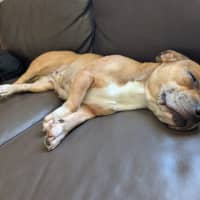 Photo of Lemon   2 Year Old Dachshund X French Bulldog