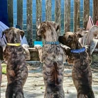 Photo of Taylor   9 Week Old Ridgeback X 