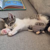 Photo of Mini Miranda