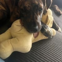 Photo of Brandy   15 Week Old Bull Arab X (On Trial)