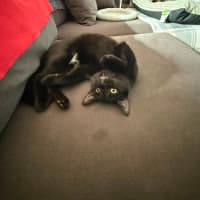 Photo of Domino 