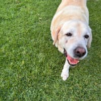 Photo of Bobby   12 Year Old Labrador
