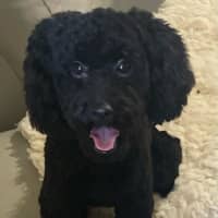 Photo of Coco