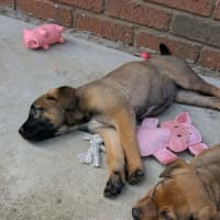 Photo of Astrid