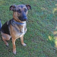 Photo of Dash