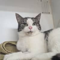 Photo of Mouse