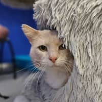 Photo of Barley