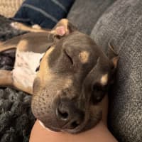 Photo of Beau