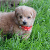 Photo of Theodore *Relisted*