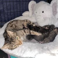 Photo of Mitski **2nd Chance Cat Rescue**