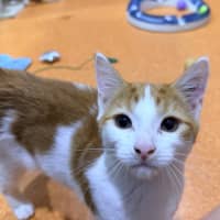 Photo of Speedy Gonzales