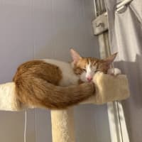 Photo of Angus