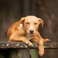 Photo of Petro