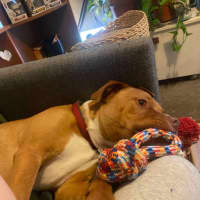 Photo of Sarge