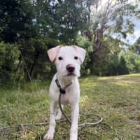 Photo of Pearl