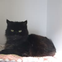 Photo of Violet