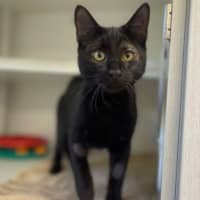 Photo of Calypso Jnr