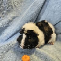 Photo of Alonso