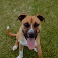Photo of Broli *$350 Adoption Fee* 