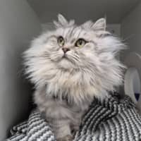 Photo of Fern