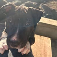 Photo of Tempranillo