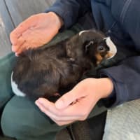 Photo of 🐹Lavender & Marigold🐹 (Located In Mitcham)