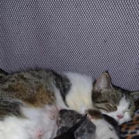 Photo of Munchie
