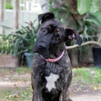 Photo of Bramble