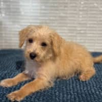 Photo of Toby