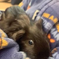 Photo of Harry And Hairy