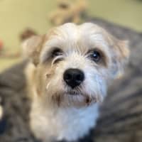 Photo of Caesar