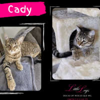 Photo of Cady