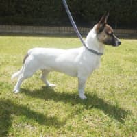Photo of Huxley