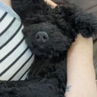 Photo of Teddy