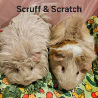 Photo of Gout Gout, Stewart, Scruff & Scratch(desexed Male)