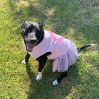 Photo of Pepper Imp 2357