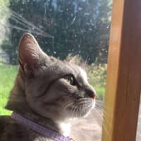 Photo of 💜 Totto 💜