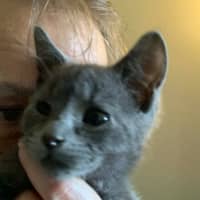 Photo of Finn (Was Haze)